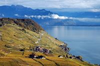 Vinice Lavaux u Ženevského jezera, Švýcarsko